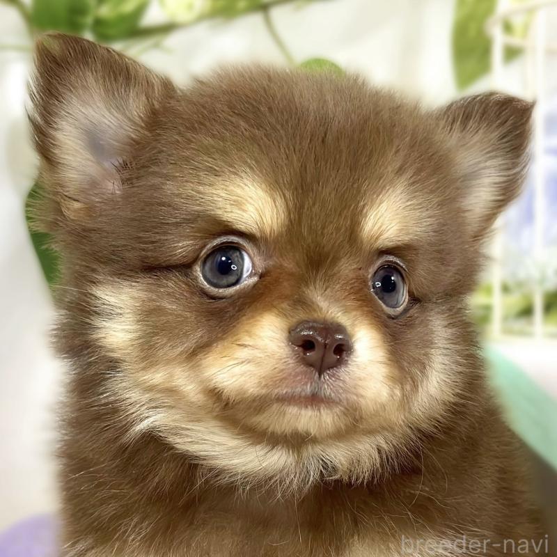 販売中の滋賀県のポメチワ:ポメラニアン×チワワ-447420