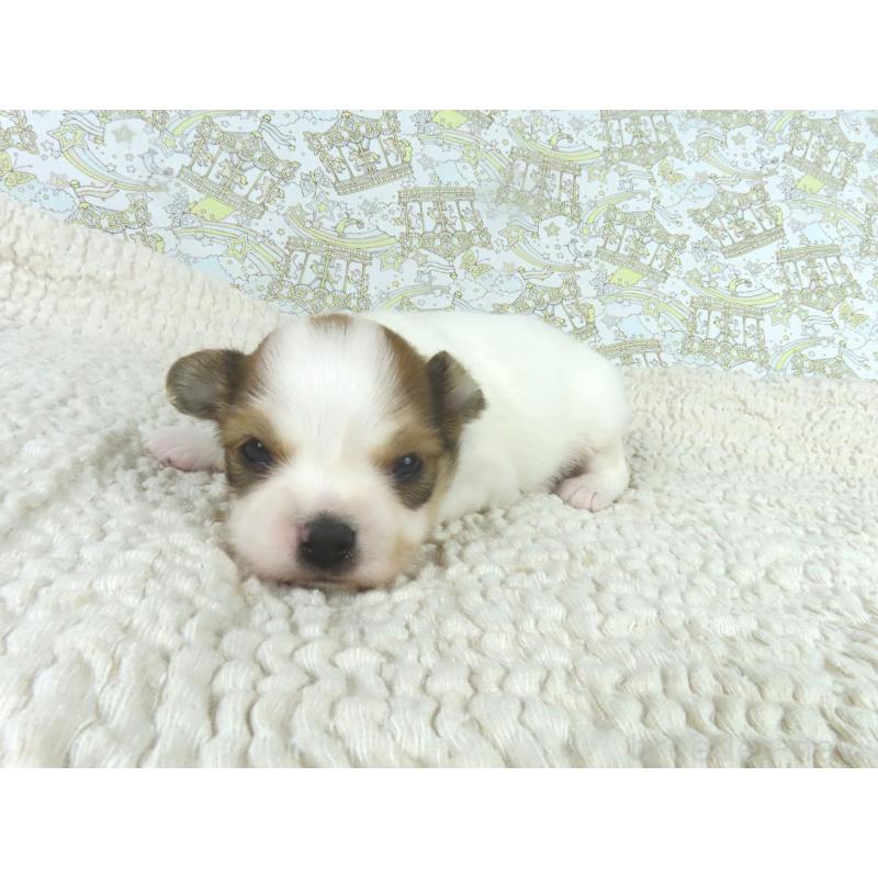 販売中の千葉県のパピヨン-448317の4枚目