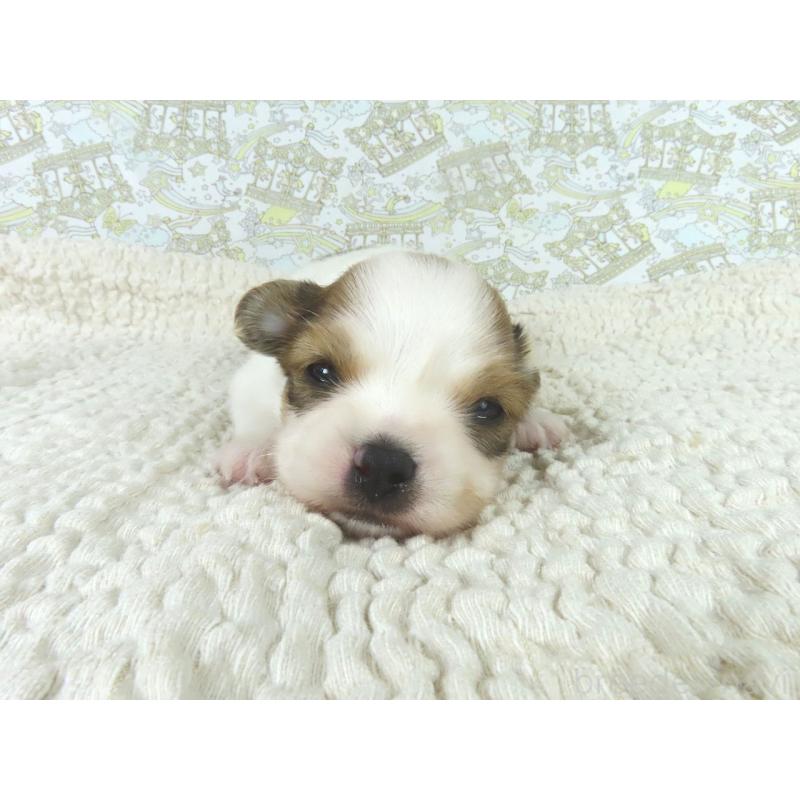 販売中の千葉県のパピヨン-448317の2枚目