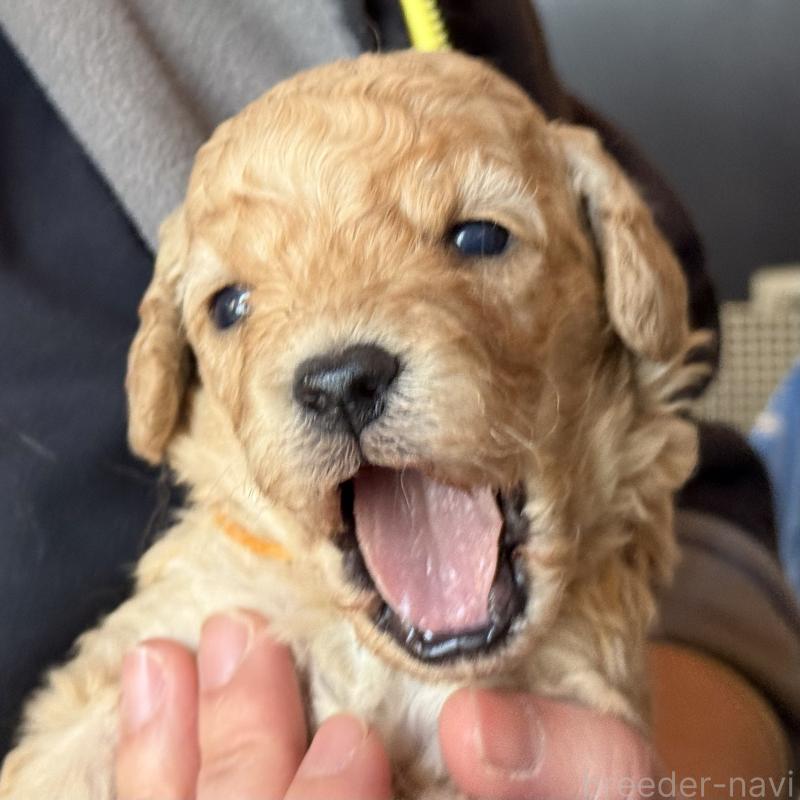 販売中の埼玉県のゴールデンドゥードル:ゴールデンレトリーバー×プードル-448318の1枚目