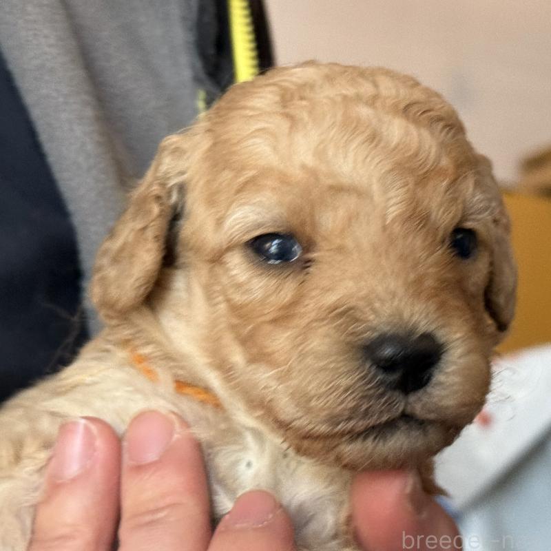 販売中の埼玉県のゴールデンドゥードル:ゴールデンレトリーバー×プードル-448318の6枚目