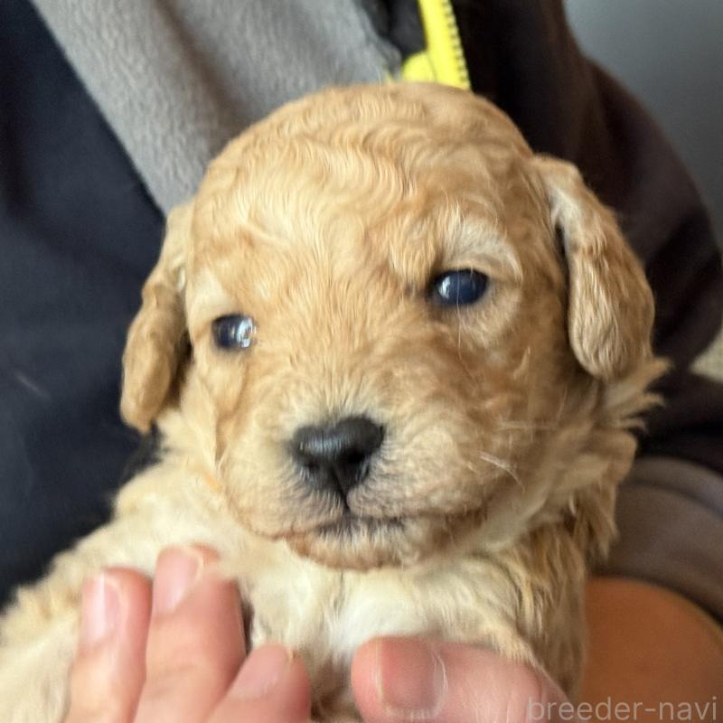 販売中の埼玉県のゴールデンドゥードル:ゴールデンレトリーバー×プードル-448318の5枚目
