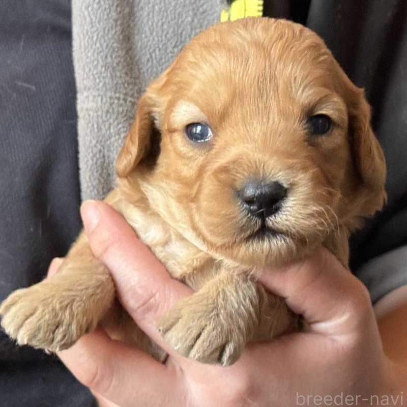 販売中の埼玉県のゴールデンドゥードル:ゴールデンレトリーバー×プードル-448318の4枚目