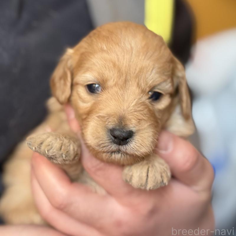 販売中の埼玉県のゴールデンドゥードル:ゴールデンレトリーバー×プードル-448318の3枚目