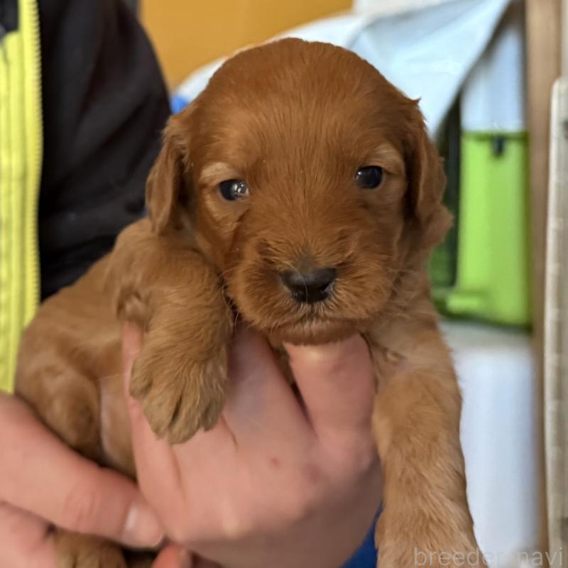 販売中の埼玉県のゴールデンドゥードル:ゴールデンレトリーバー×プードル-448318の2枚目
