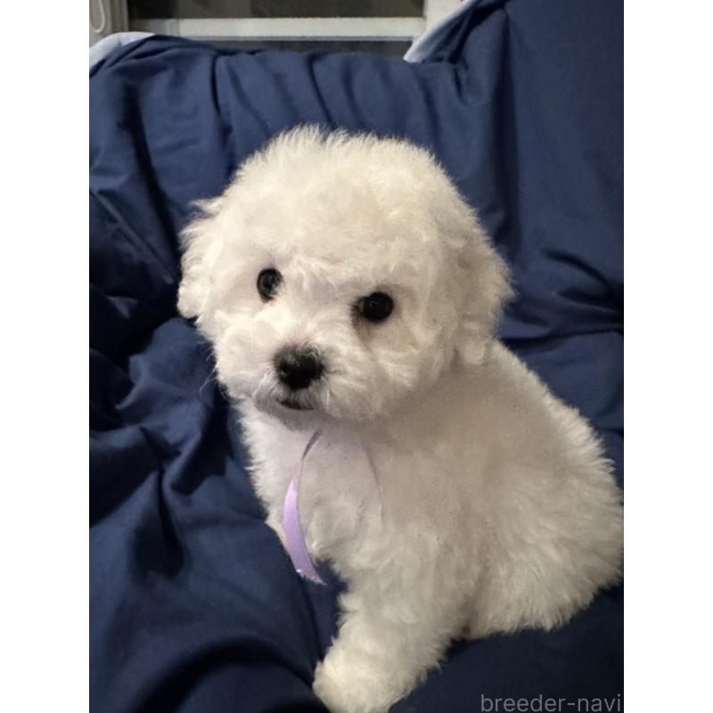 販売中の熊本県のビションフリーゼ-448320の2枚目