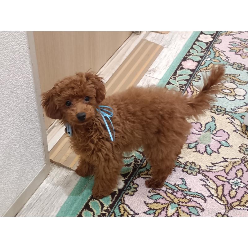 販売中の奈良県のタイニープードル-438199の2枚目