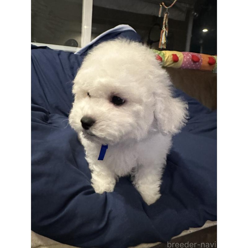 販売中の熊本県のビションフリーゼ-448321の6枚目