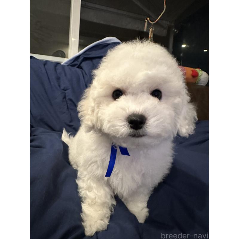 販売中の熊本県のビションフリーゼ-448321の5枚目