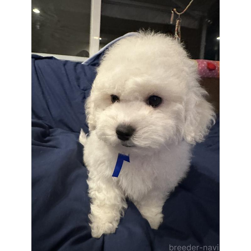 販売中の熊本県のビションフリーゼ-448321の4枚目