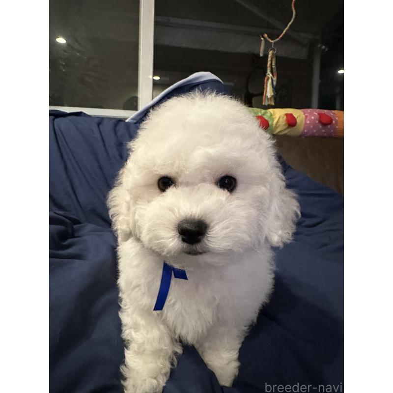 販売中の熊本県のビションフリーゼ-448321の3枚目