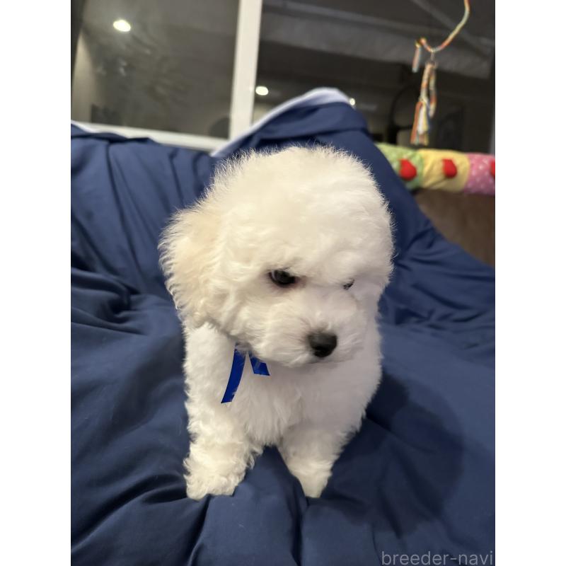 販売中の熊本県のビションフリーゼ-448321の2枚目