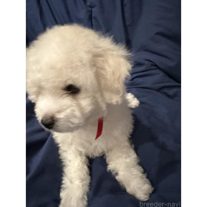 販売中の熊本県のビションフリーゼ-448322の6枚目