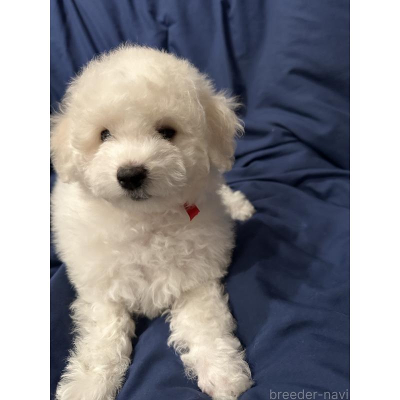 販売中の熊本県のビションフリーゼ-448322の5枚目