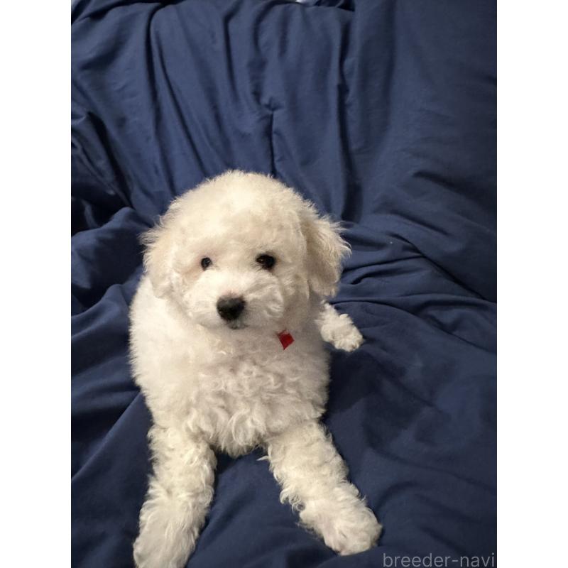 販売中の熊本県のビションフリーゼ-448322の4枚目