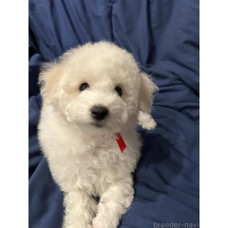 販売中の熊本県のビションフリーゼ-448322の3枚目