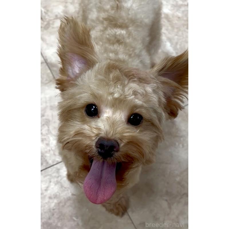 販売中の沖縄県のミックス犬-448323の1枚目