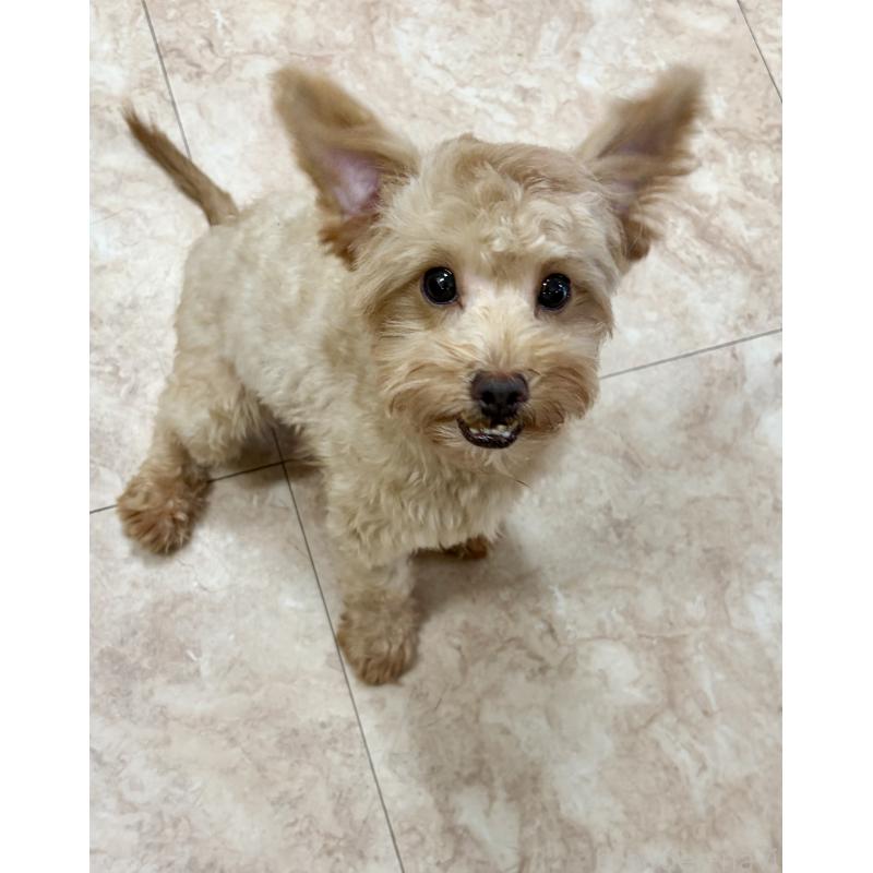 販売中の沖縄県のミックス犬-448323の10枚目