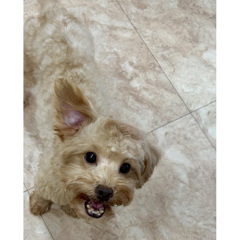 販売中の沖縄県のミックス犬-448323の9枚目