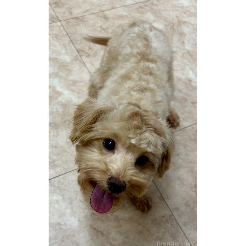 販売中の沖縄県のミックス犬-448323の7枚目