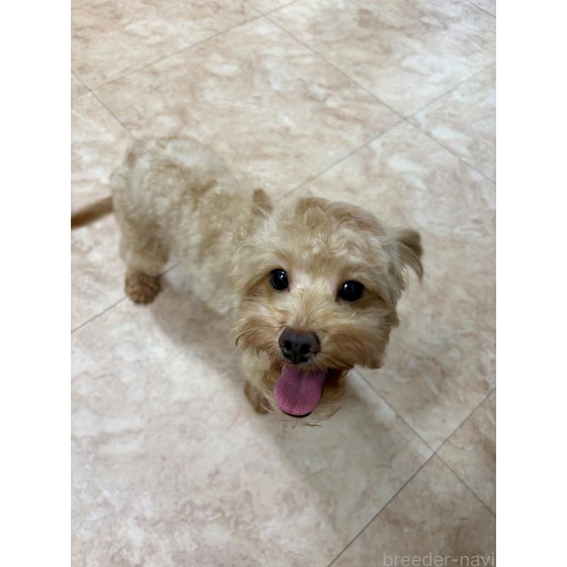 販売中の沖縄県のミックス犬-448323の6枚目