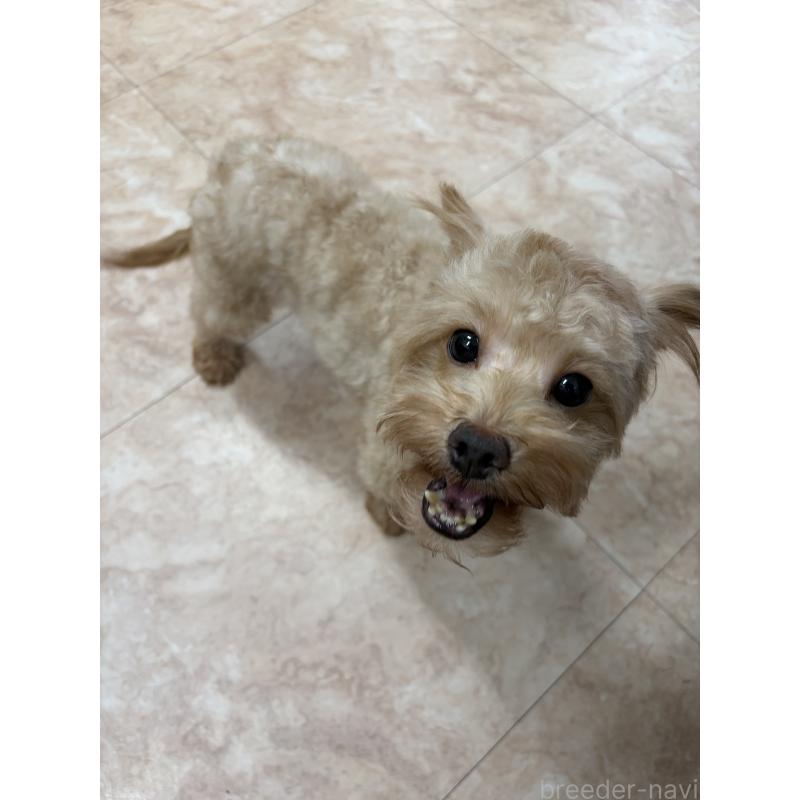 販売中の沖縄県のミックス犬-448323の5枚目