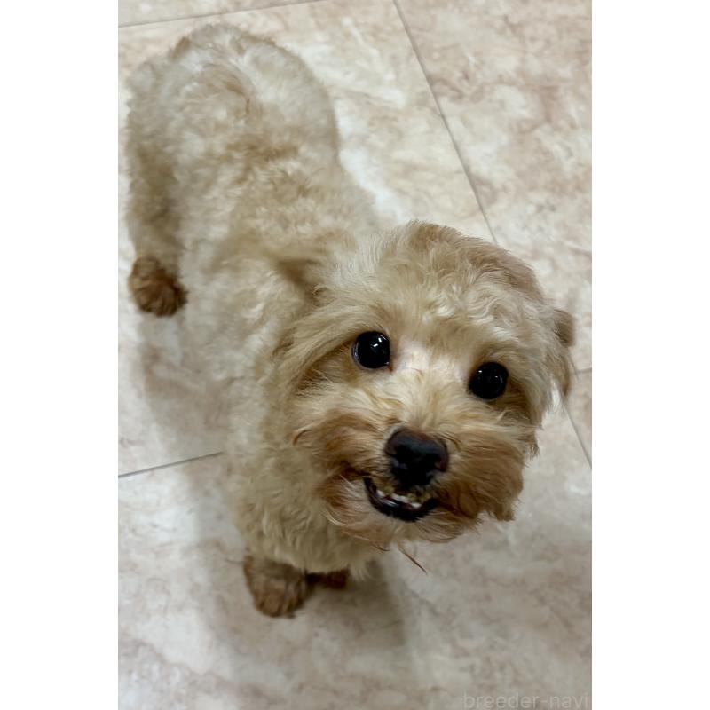 販売中の沖縄県のミックス犬-448323の4枚目