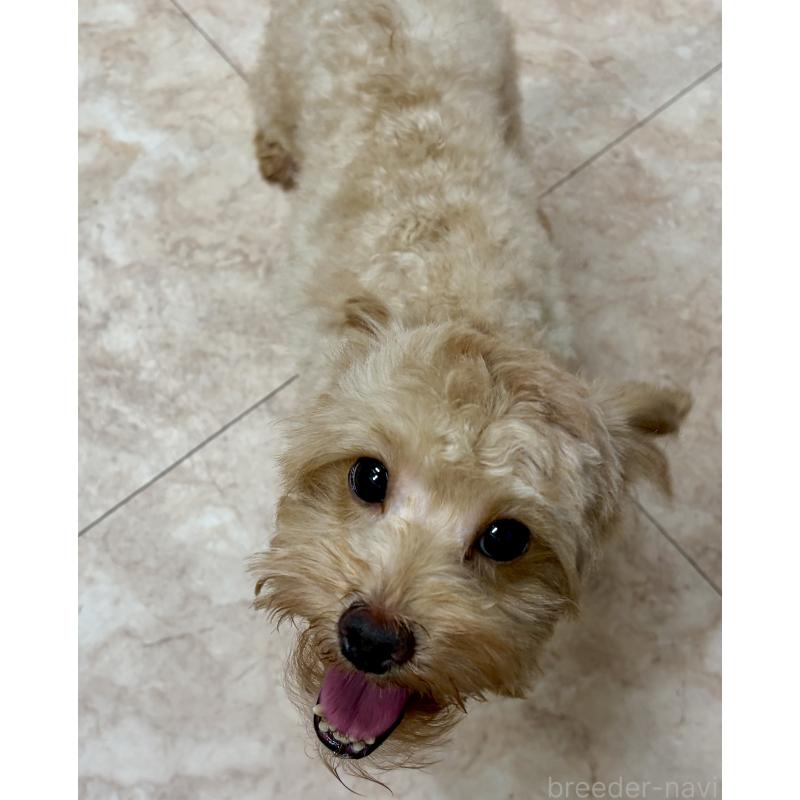 販売中の沖縄県のミックス犬-448323の2枚目