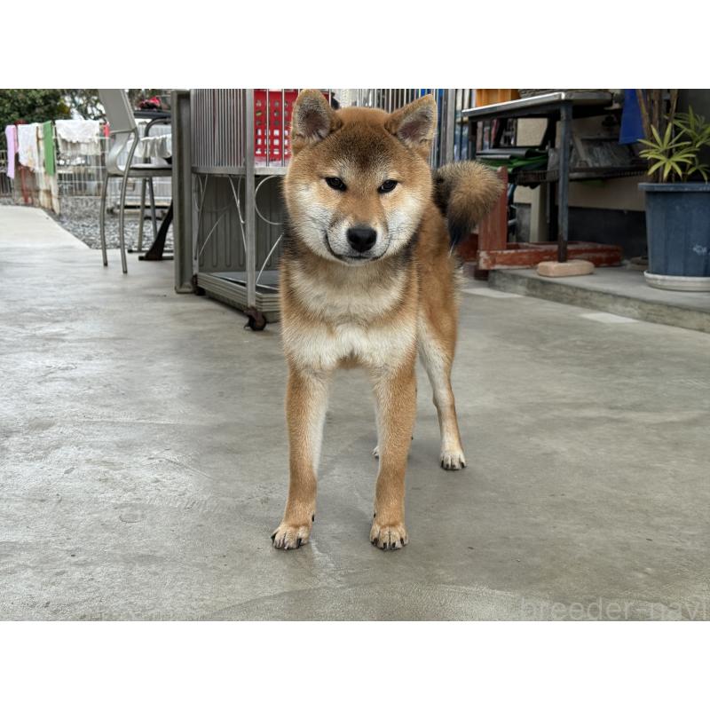 販売中の岡山県の柴犬-410344の3枚目