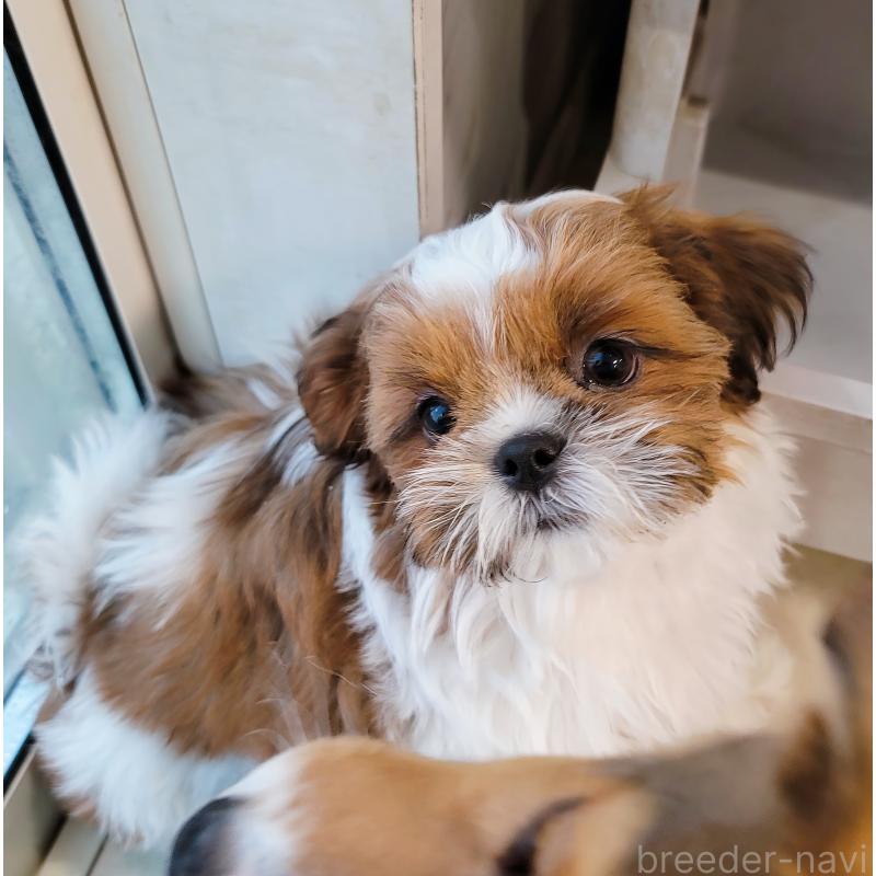 販売中の大分県のシーズー-448324の6枚目