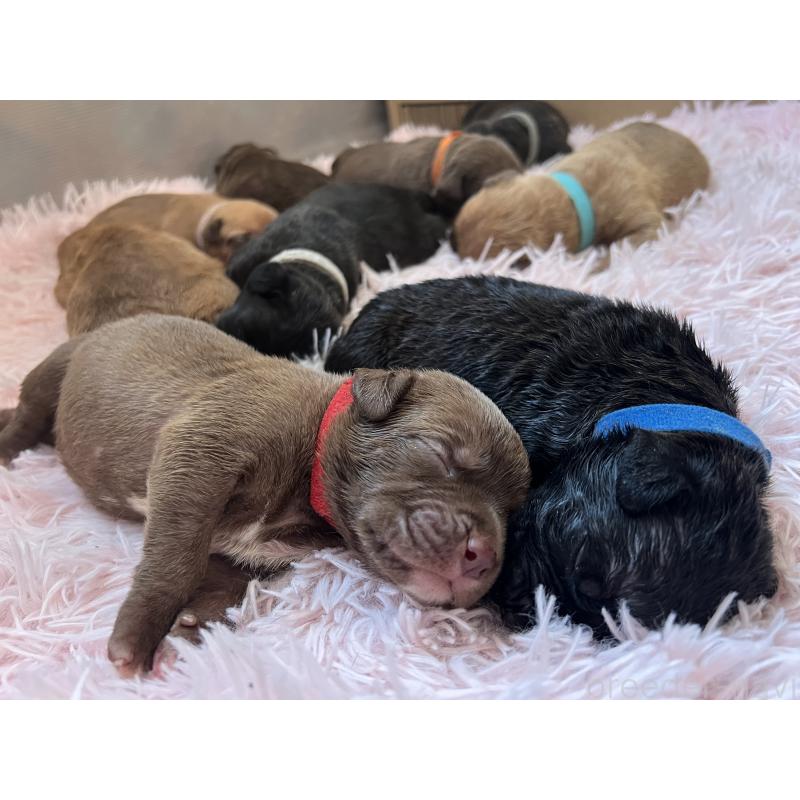 販売中の愛知県のアメリカンピットブルテリア-447047