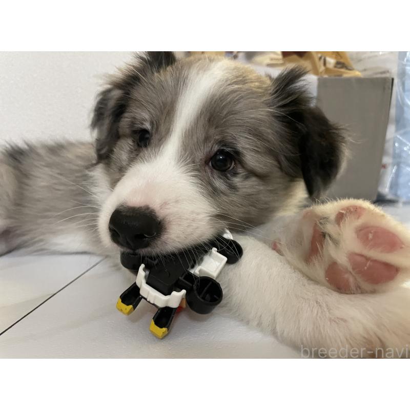 販売中の滋賀県のボーダーコリー-441094の2枚目