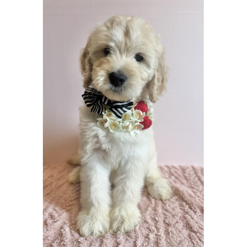 販売中の岐阜県のゴールデンドゥードル:ゴールデンレトリーバー×プードル-440868の4枚目