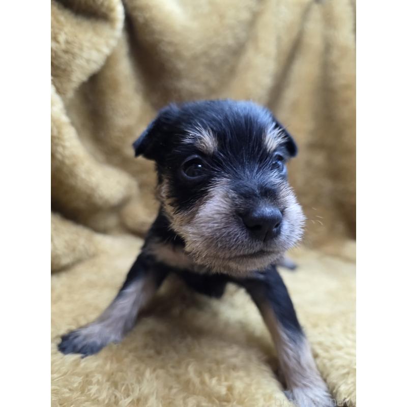 販売中の静岡県のミックス犬-448119の6枚目