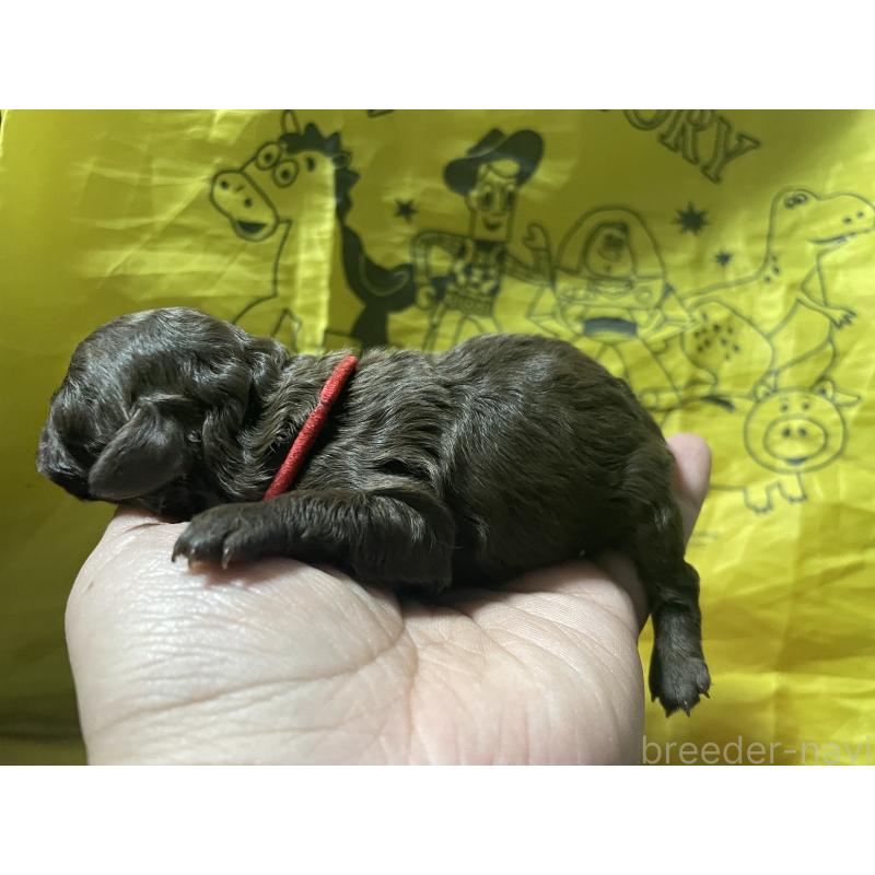 販売中の埼玉県のトイプードル-448121の2枚目