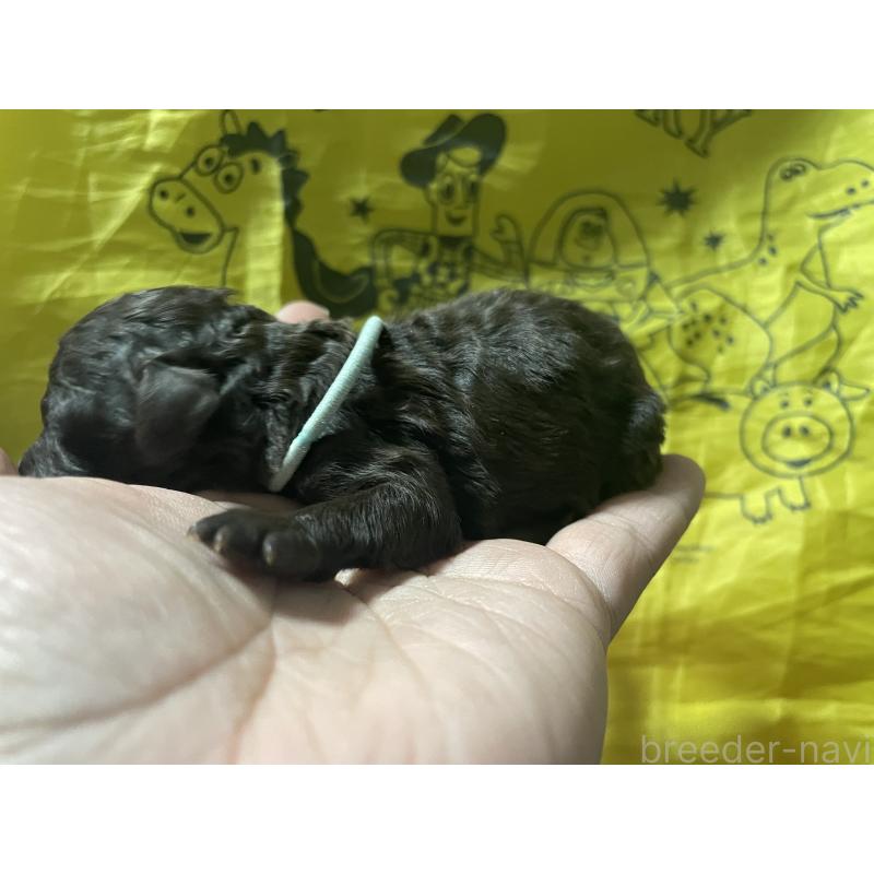 販売中の埼玉県のトイプードル-448123の2枚目