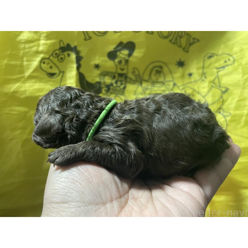 販売中の埼玉県のトイプードル-448124の2枚目