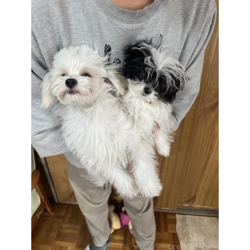 販売中の埼玉県のチワプー:チワワ×トイプードル-429218の2枚目