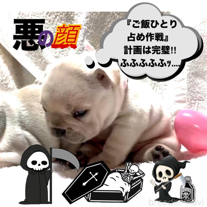 販売中の大阪府のフレンチブルドッグ-448128の15枚目