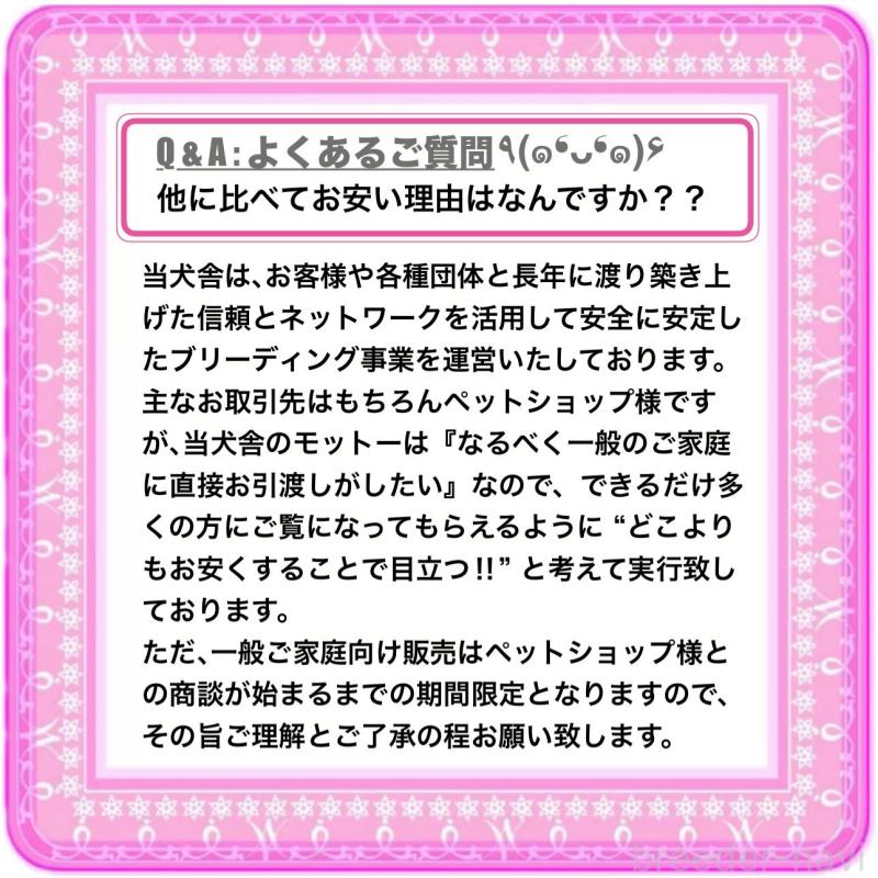 販売中の大阪府のフレンチブルドッグ-448128の13枚目