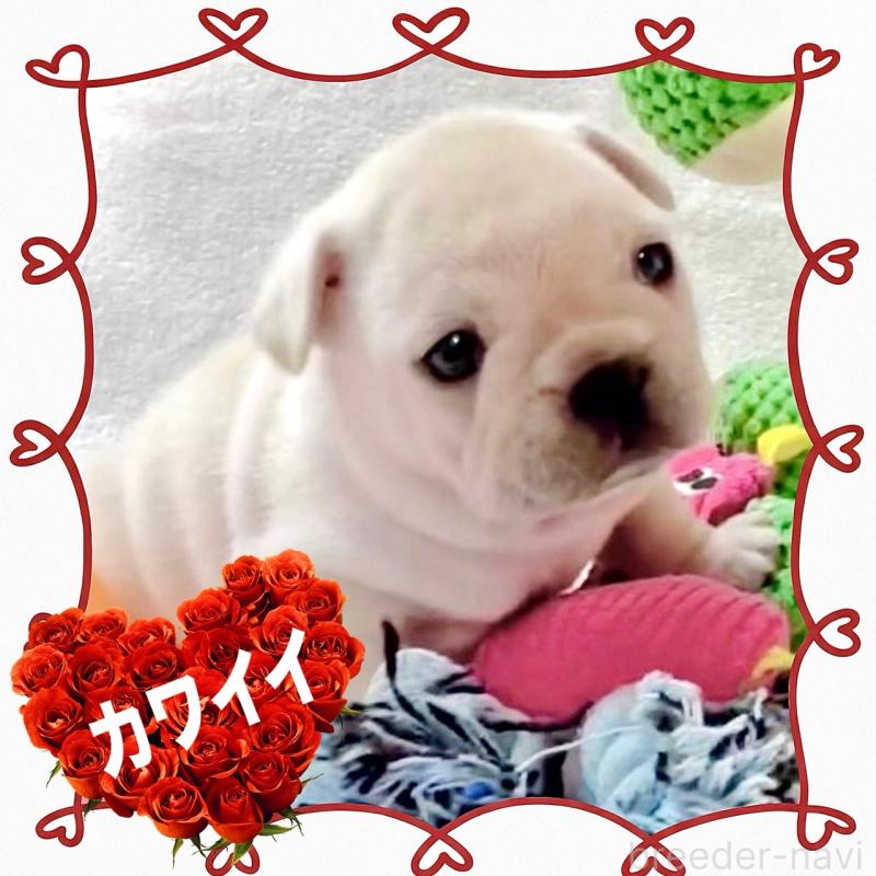 販売中の大阪府のフレンチブルドッグ-448128の12枚目