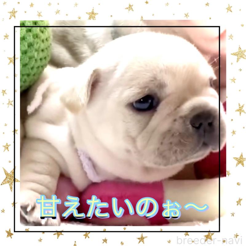 販売中の大阪府のフレンチブルドッグ-448128の11枚目