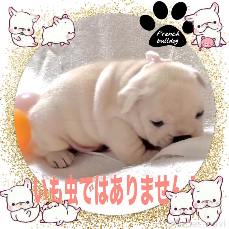 販売中の大阪府のフレンチブルドッグ-448128の10枚目