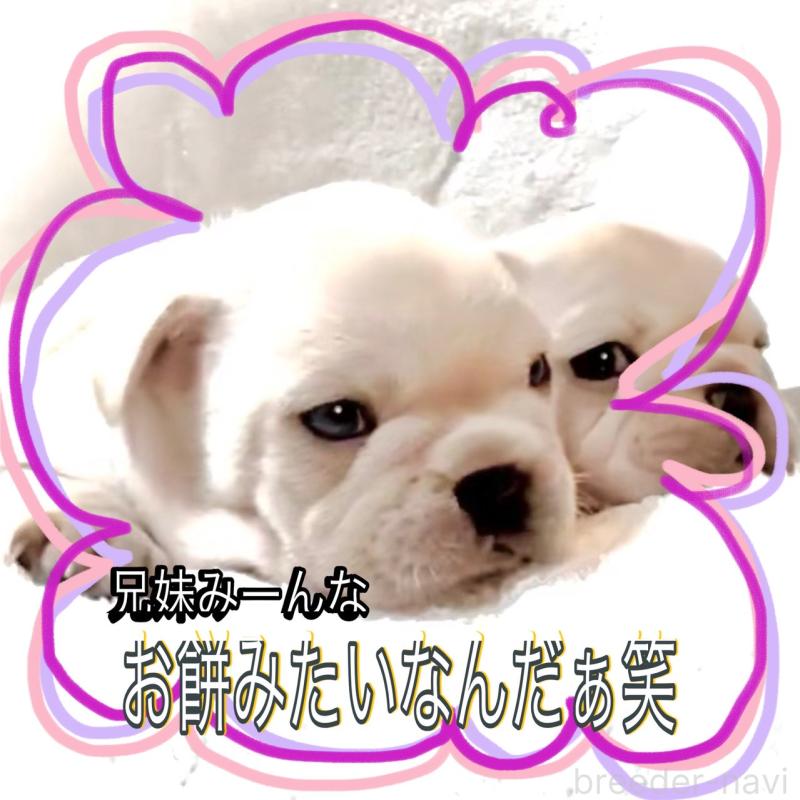 販売中の大阪府のフレンチブルドッグ-448128の7枚目