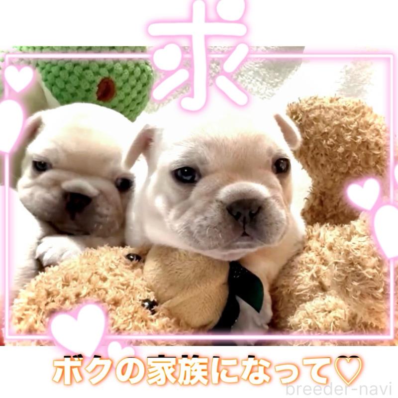販売中の大阪府のフレンチブルドッグ-448128の5枚目