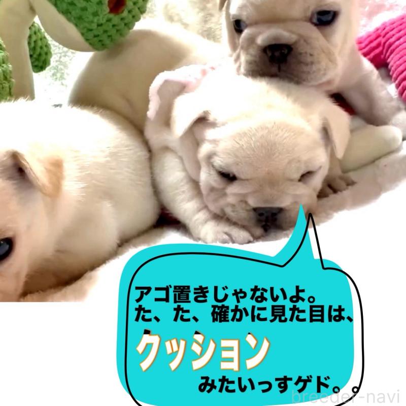 販売中の大阪府のフレンチブルドッグ-448128の4枚目