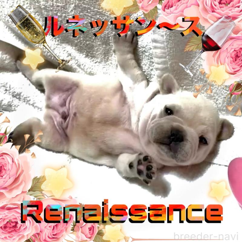 販売中の大阪府のフレンチブルドッグ-448128の3枚目