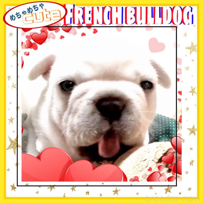 販売中の大阪府のフレンチブルドッグ-448128の2枚目