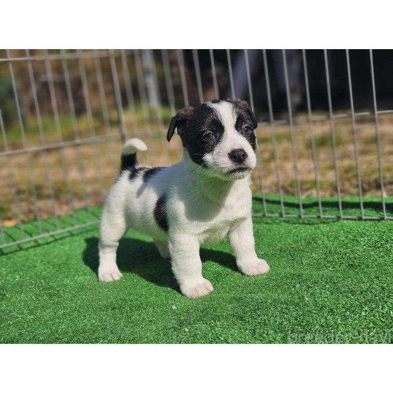 販売中の千葉県のジャックラッセルテリア-448327の8枚目