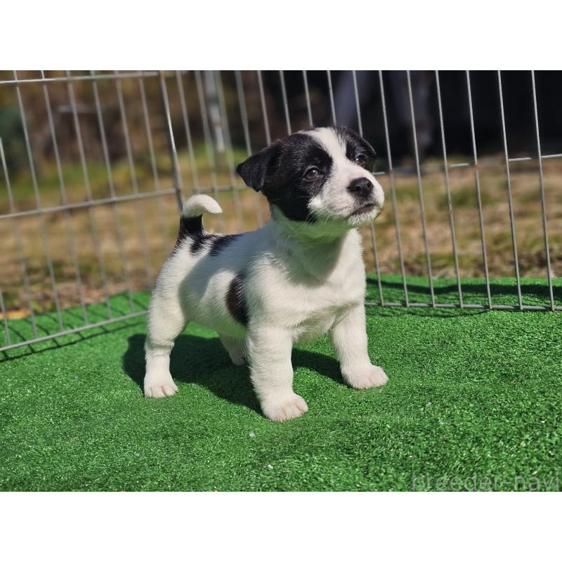 販売中の千葉県のジャックラッセルテリア-448327の7枚目